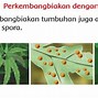 Contoh Gambar Perkembangbiakan Tumbuhan Secara Generatif