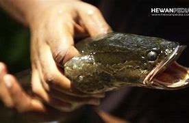 Mimpi Dapat Ikan Gabus Banyak